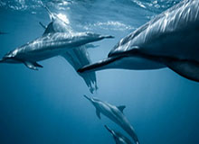 蘑菇影视在线观看盘点：mogushipin9个隐藏信号，大V上榜理由异常令人争议四起